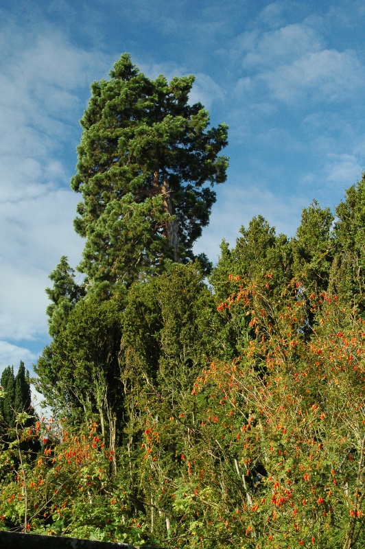 Birr Castle Demesne sequoia box hedges