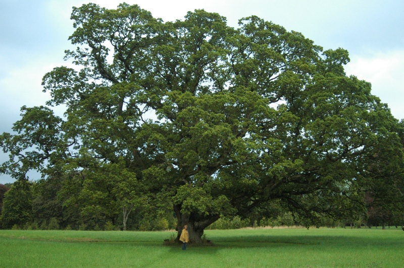 Birr Castle Demesne Carroll oak