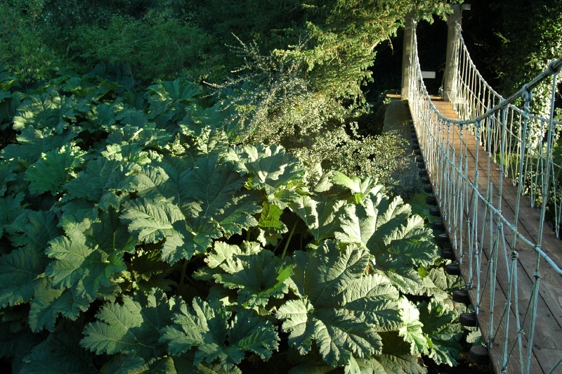 Birr Castle Demesne suspension bridge rhubarb