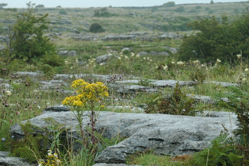 Burren karst, Ireland