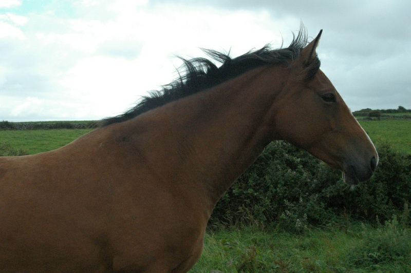 Irish horse